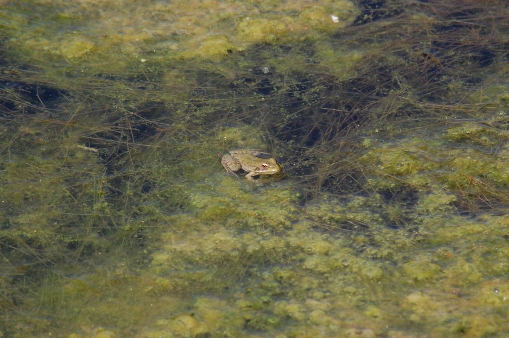 Rane... sarde... - Pelophylax sp. alloctone (Gallura)