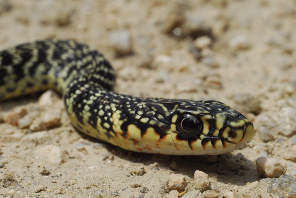 Primo piano spinto (Hierophis viridiflavus)