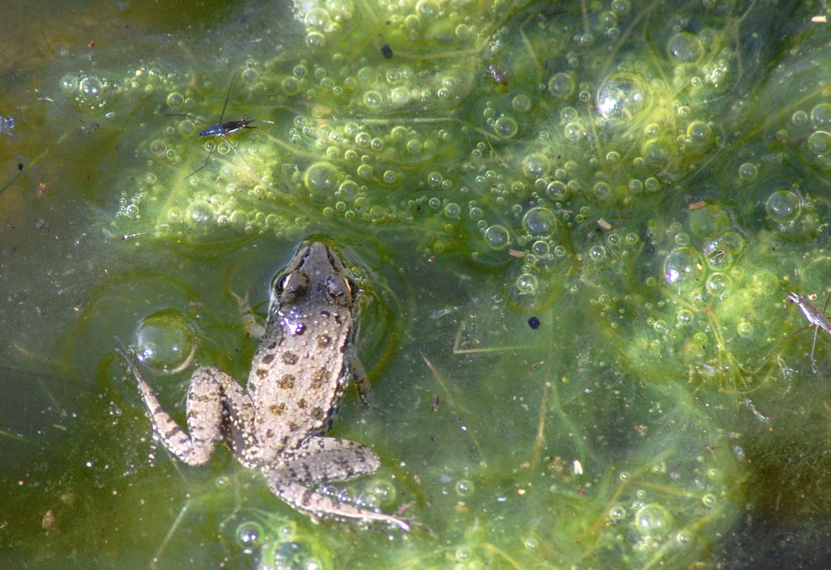 Rane... sarde... - Pelophylax sp. alloctone (Gallura)