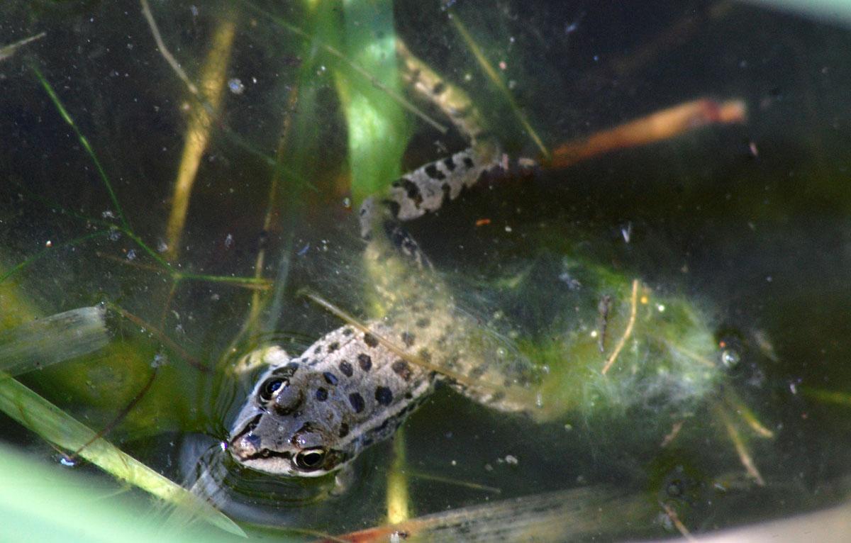 Rane... sarde... - Pelophylax sp. alloctone (Gallura)