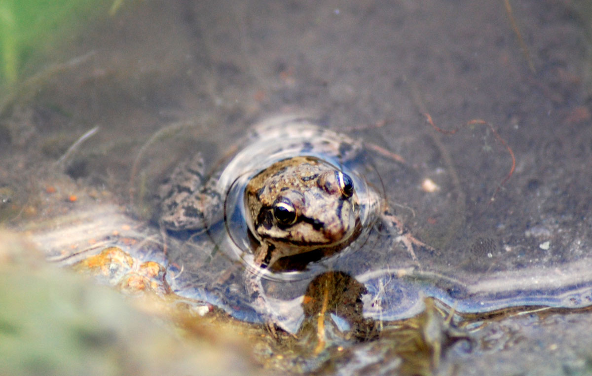 Rane... sarde... - Pelophylax sp. alloctone (Gallura)