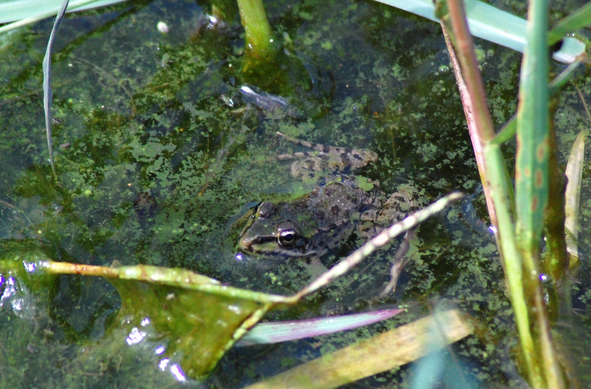 Rane... sarde... - Pelophylax sp. alloctone (Gallura)