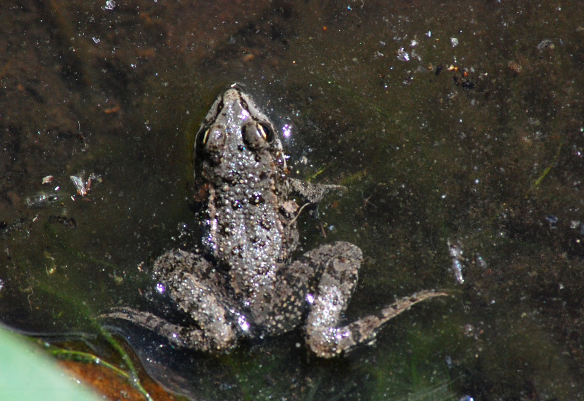 Rane... sarde... - Pelophylax sp. alloctone (Gallura)