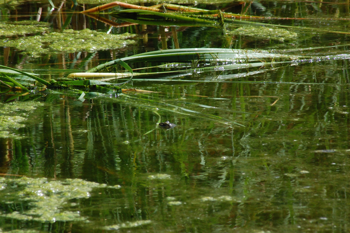 Rane... sarde... - Pelophylax sp. alloctone (Gallura)