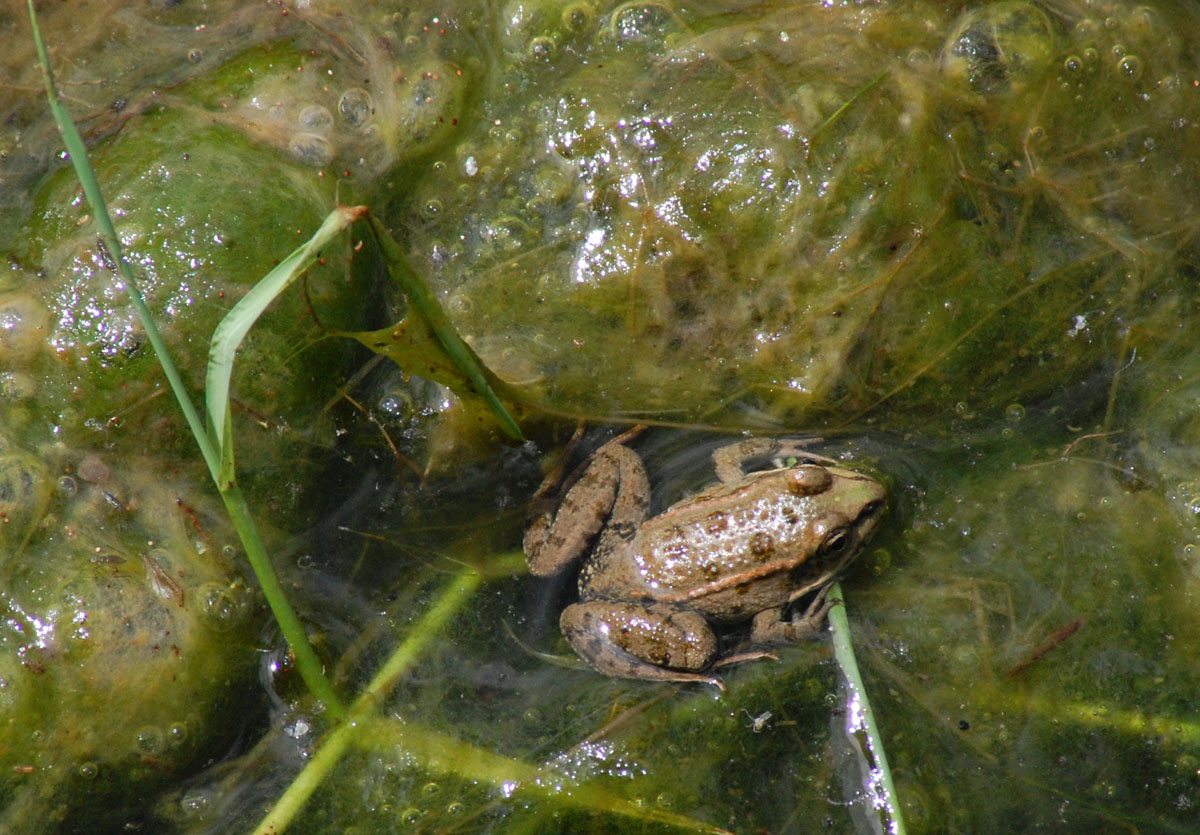 Rane... sarde... - Pelophylax sp. alloctone (Gallura)