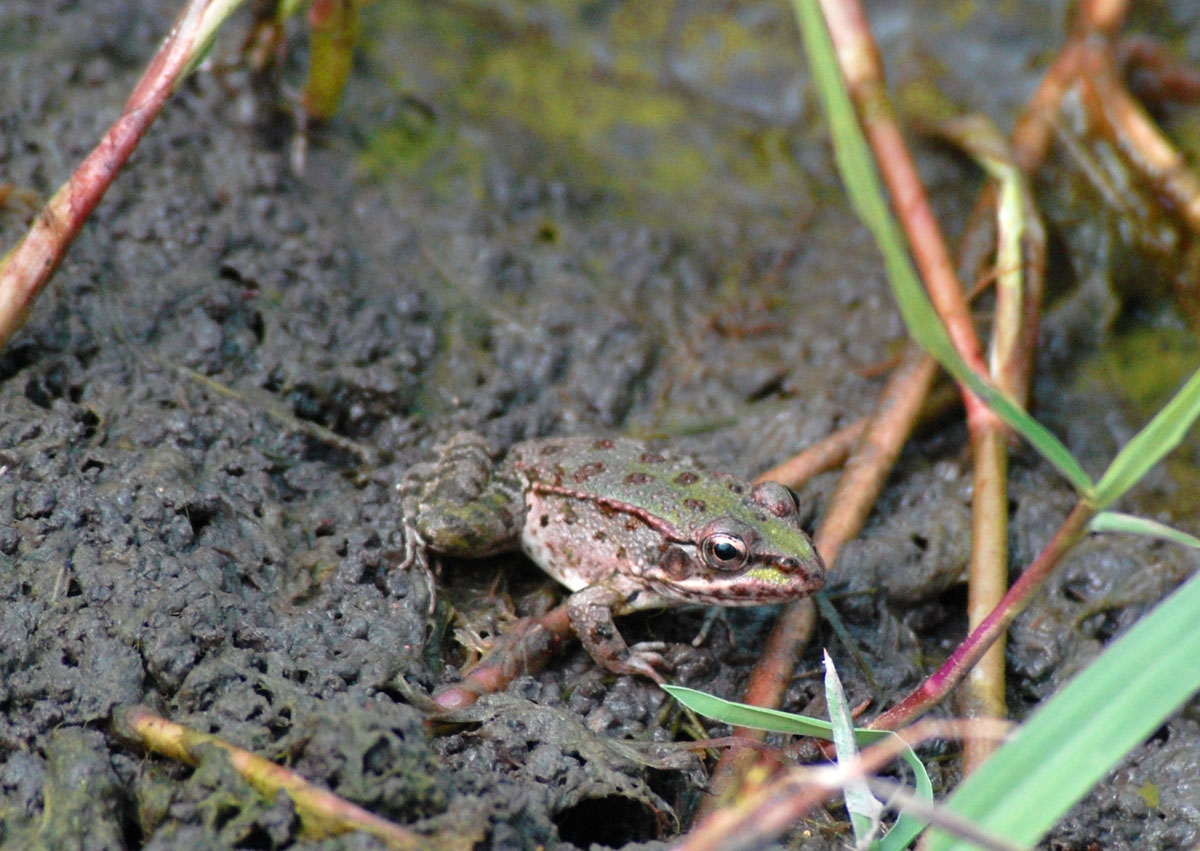 Rane... sarde... - Pelophylax sp. alloctone (Gallura)