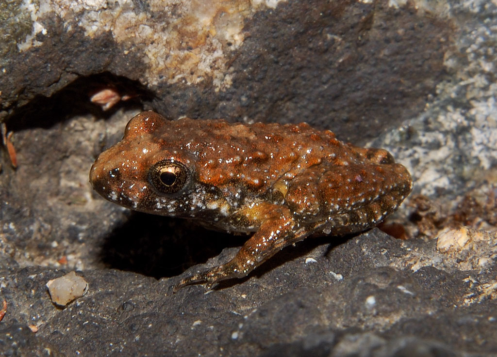 Rane... sarde... - Pelophylax sp. alloctone (Gallura)