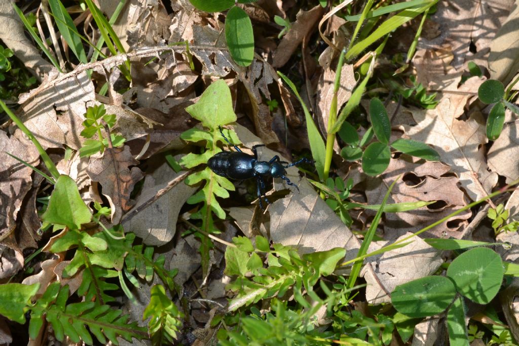 Detertminazione Coleottero: Meloe proscarabaeus ?