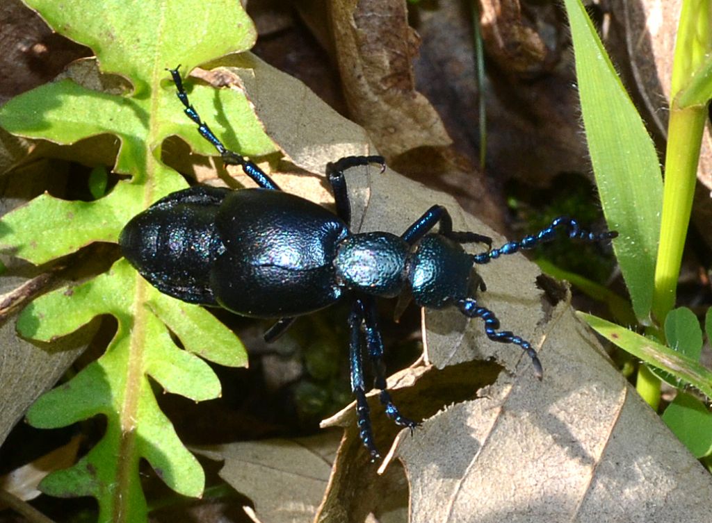 Detertminazione Coleottero: Meloe proscarabaeus ?