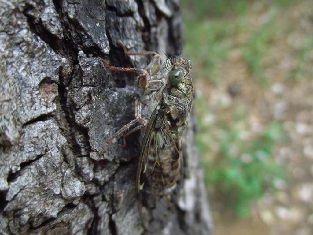 Identificazione cicala: Cicada orni