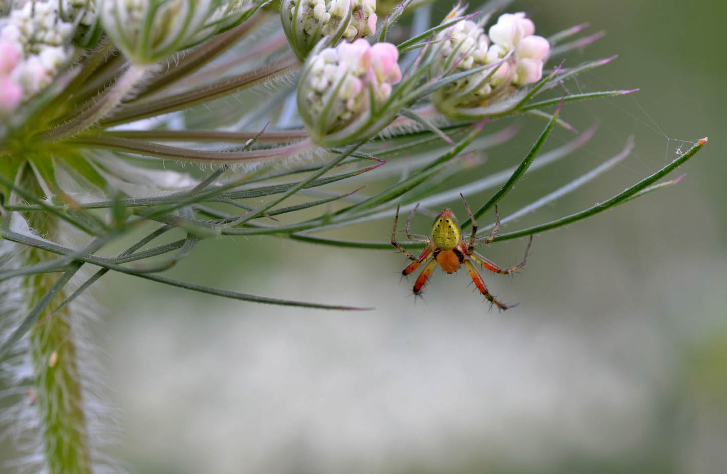 Araniella sp. - Treviglio (BG)