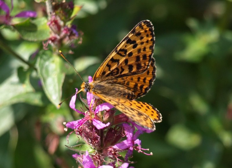 Aiuto Riconoscimento - Melitaea didyma