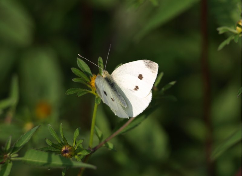 PIERIDAE da identificare - Pieris rapae