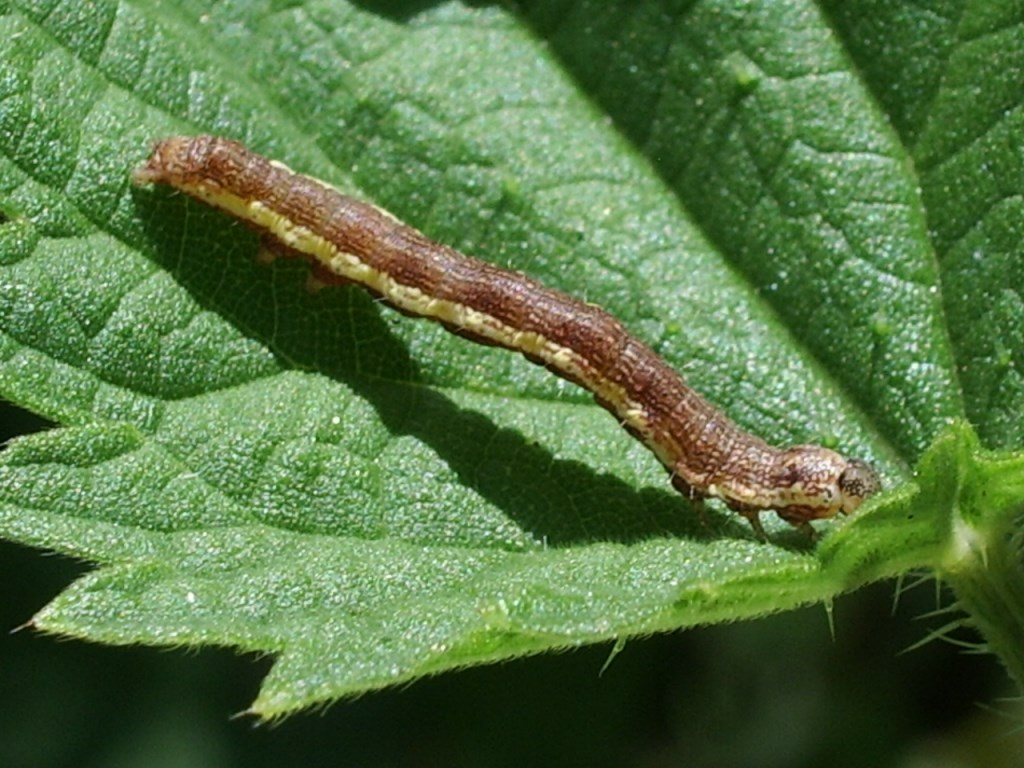 Bruco da identificare - Acontia (Emmelia) trabealis, Noctuidae