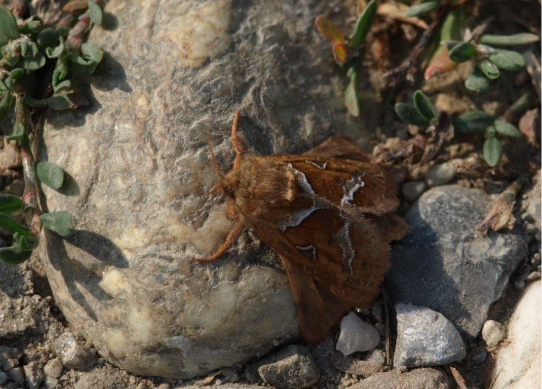 Farfalla da identificare - Triodia sylvina