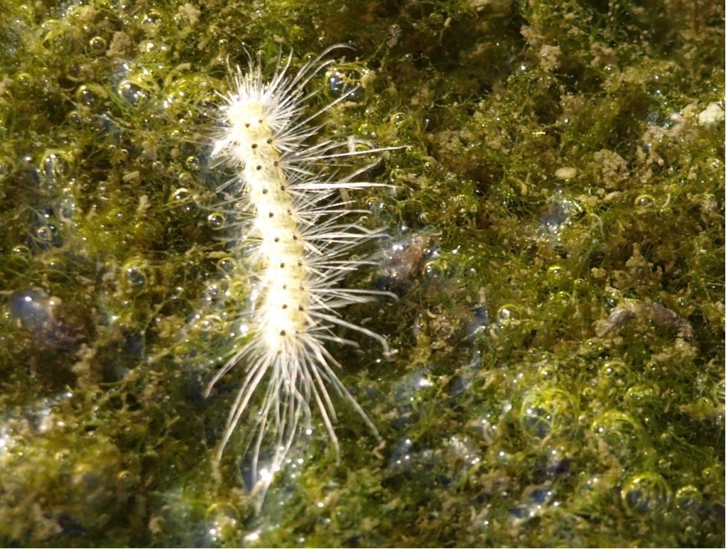 Bruco da identificare 4 - Hyphantria cunea, Erebidae Arctiinae