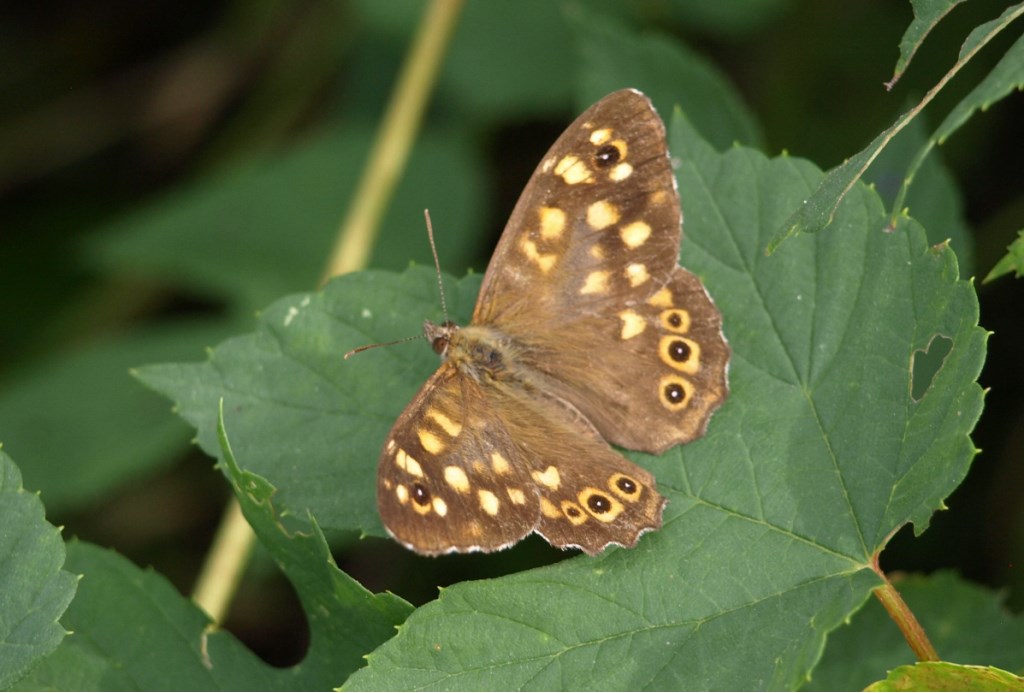 Pararge aegeria, Nymphalidae Satyrinae