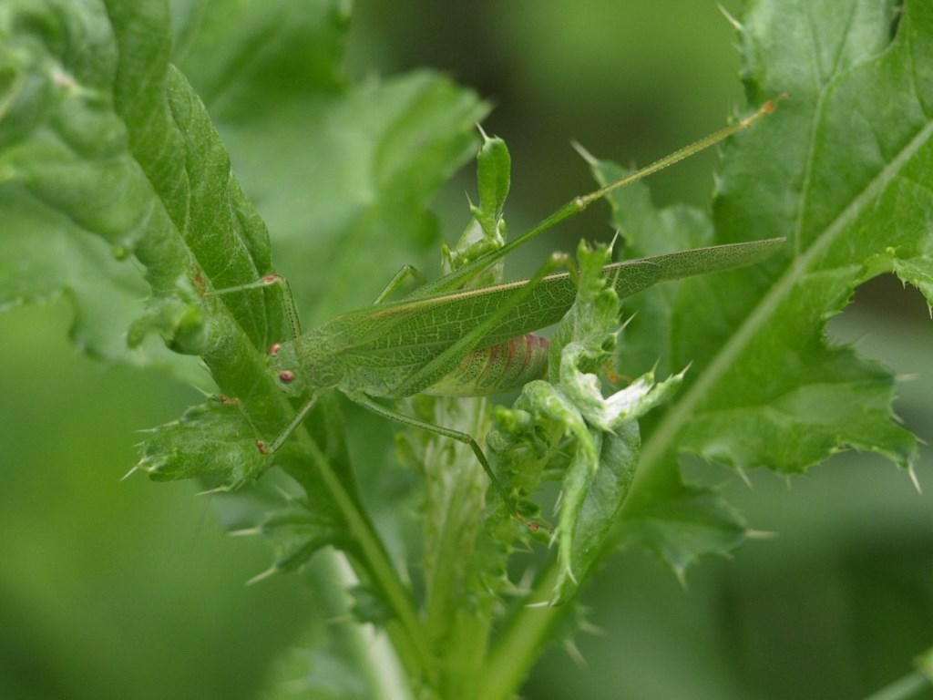 Phaneroptera nana