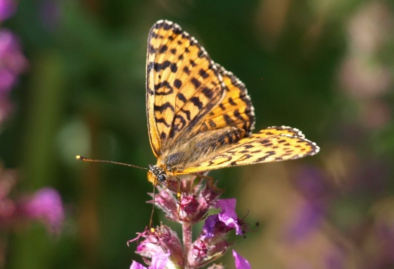 Aiuto Riconoscimento - Melitaea didyma