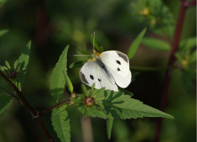 PIERIDAE da identificare - Pieris rapae