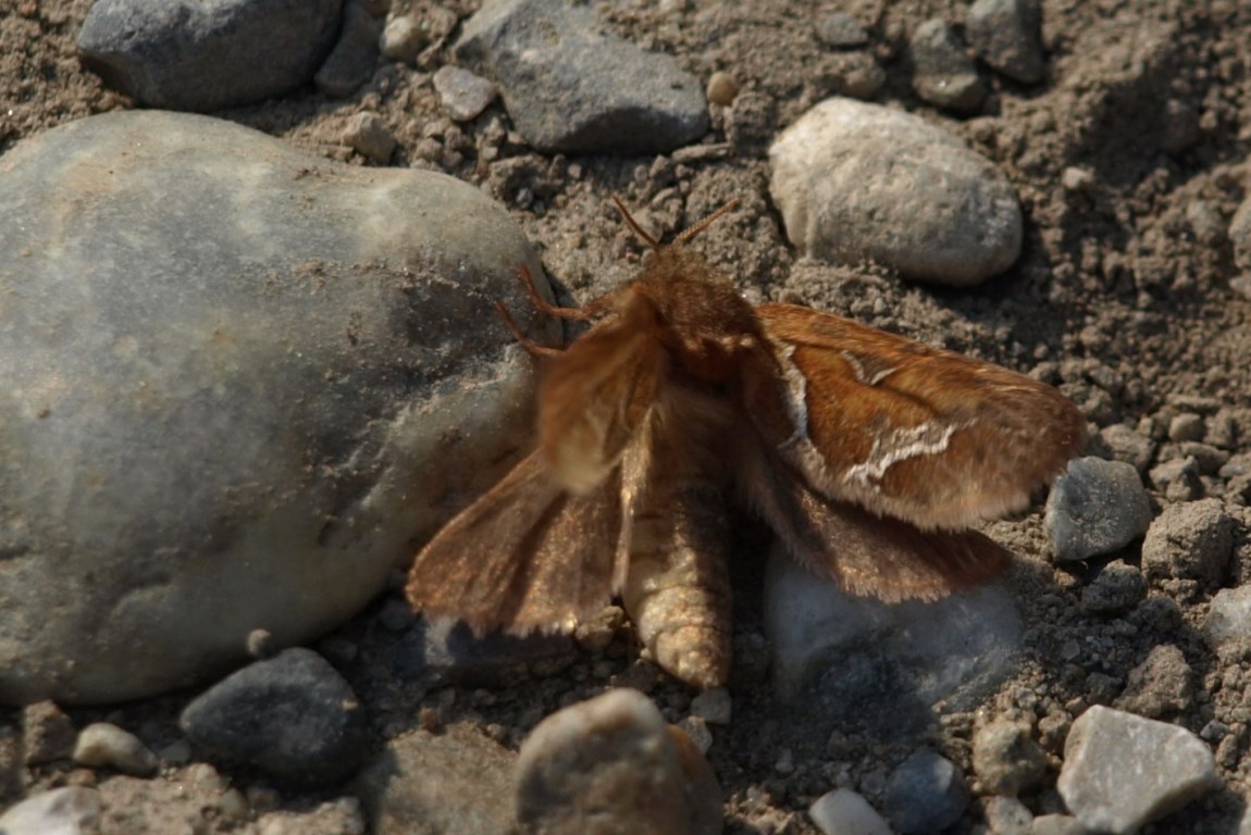 Farfalla da identificare - Triodia sylvina