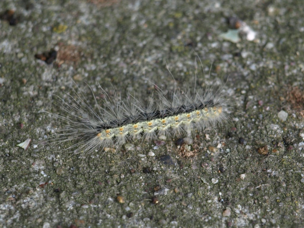 Bruco da determinare 3 - Hyphantria cunea, Erebidae Arctiinae