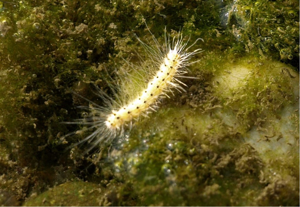 Bruco da identificare 4 - Hyphantria cunea, Erebidae Arctiinae