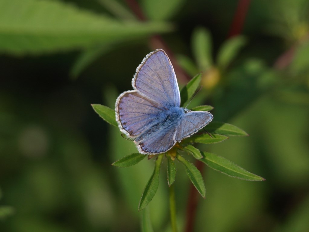 farfalla Da identificare