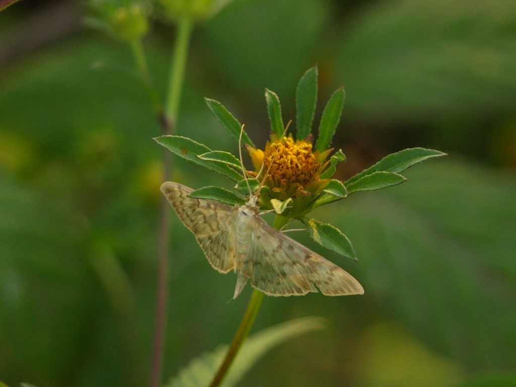 Pleuroptya ruralis, Crambidae