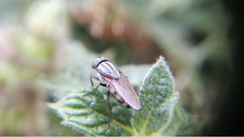 Diptero da identificare:  Stomorhina lunata