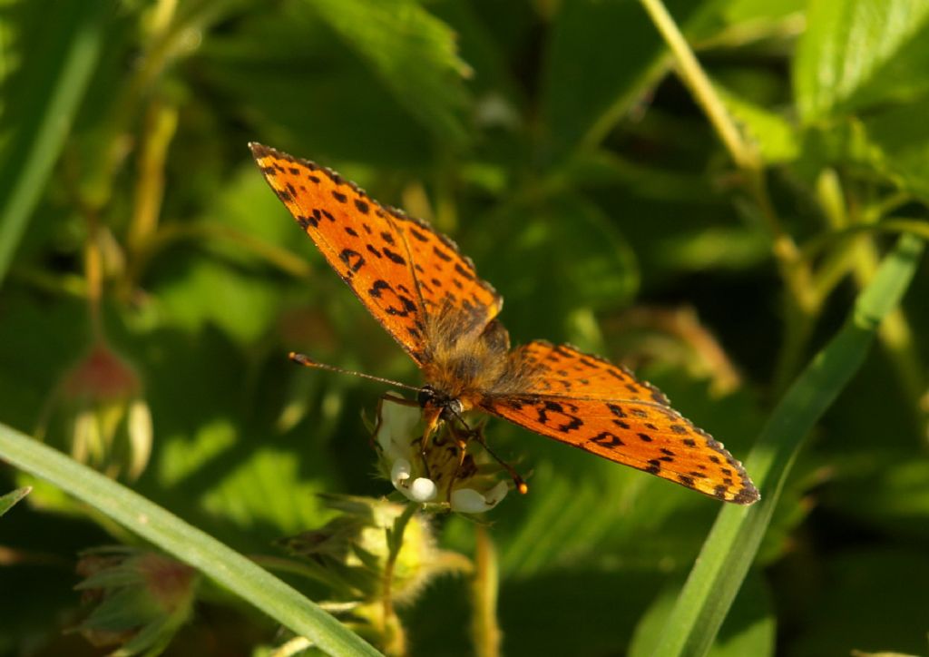 Melitaea didyma