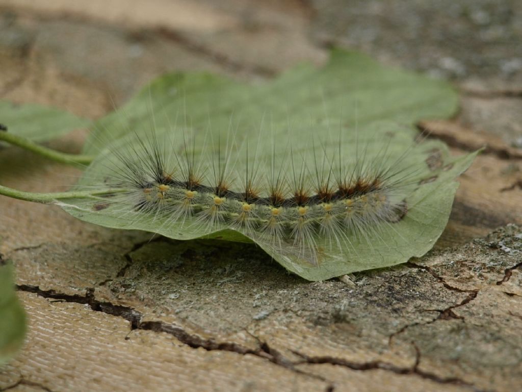 Bruco di...Hyphantria cunea