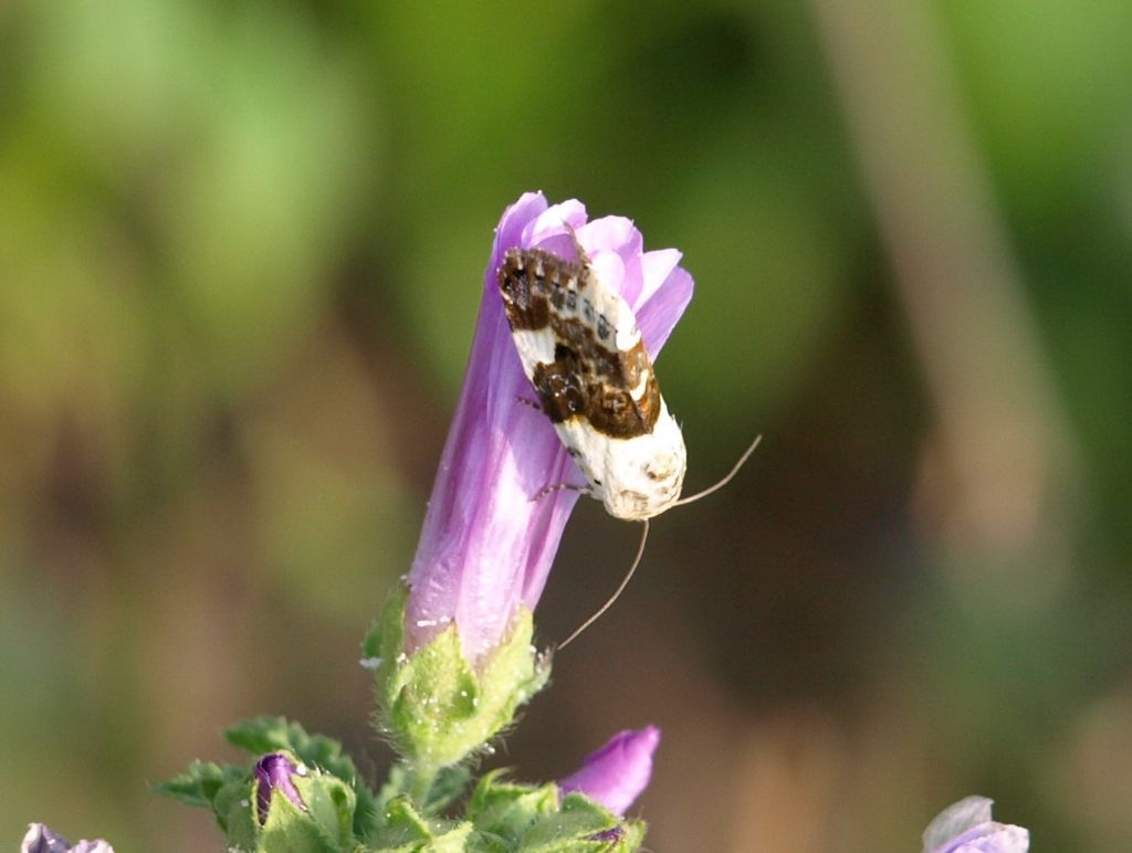 Acontia lucida  (Noctuidae)