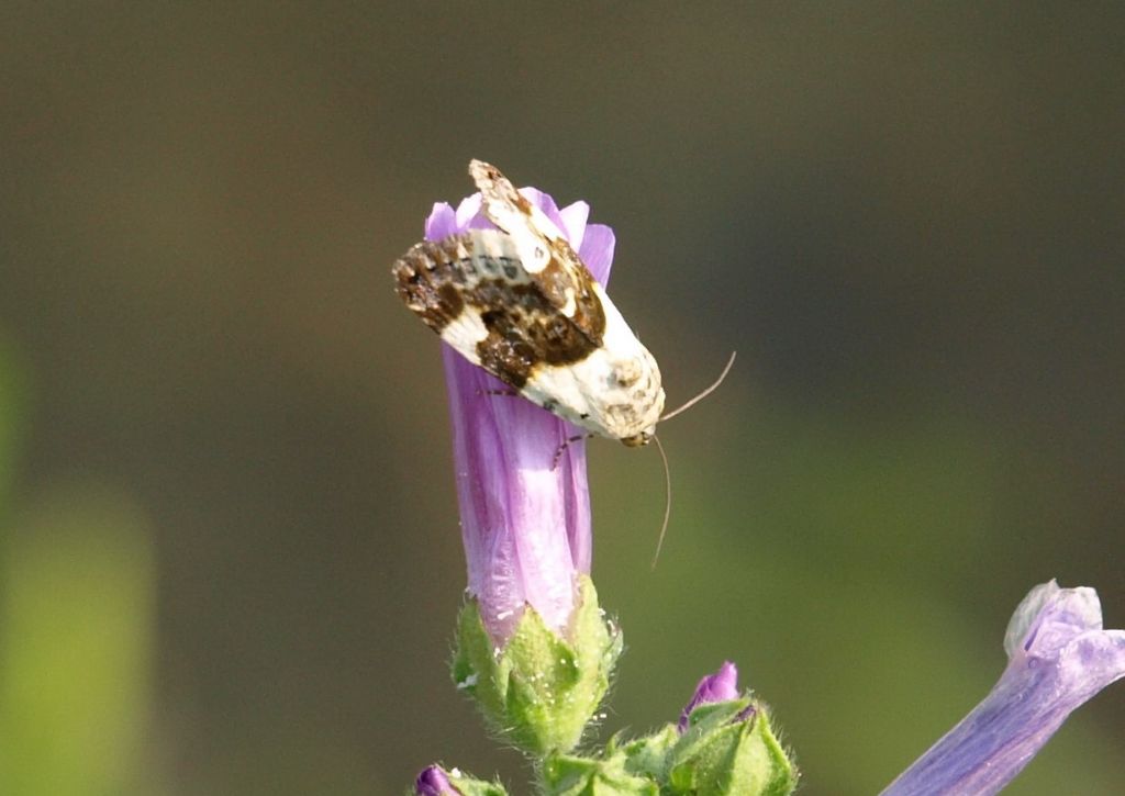 Acontia lucida  (Noctuidae)