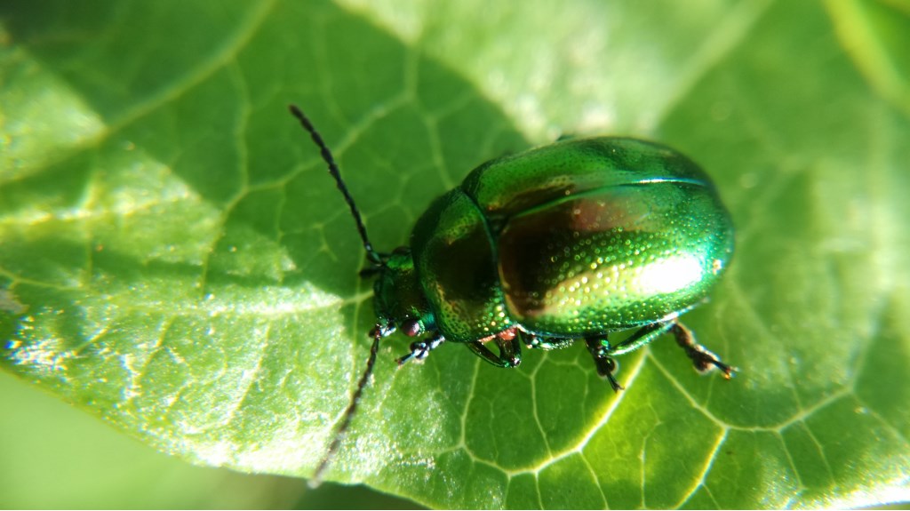 Chrysomelidae: Chrysolina herbacea