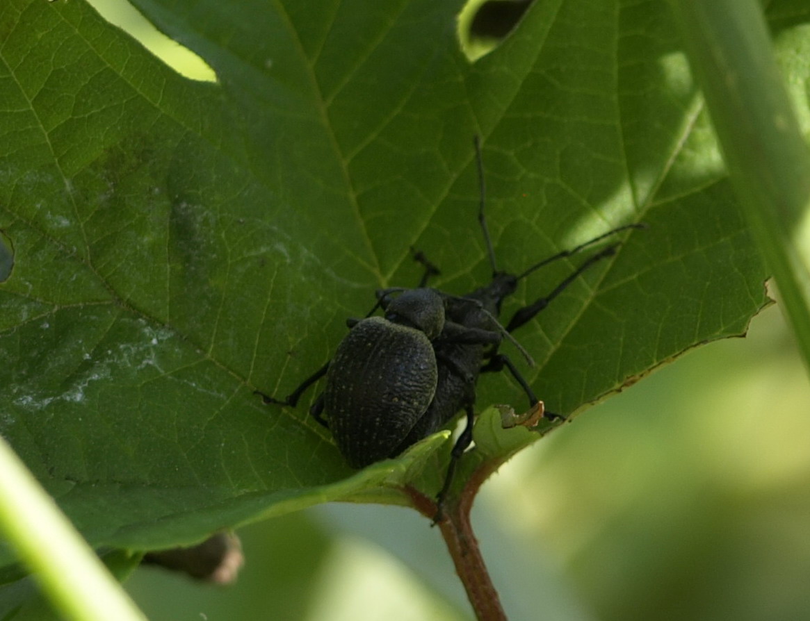 Curculionidae  da determinare