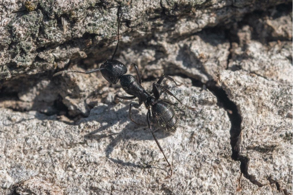 Formicidae: Camponotus vagus, operaia maggiore