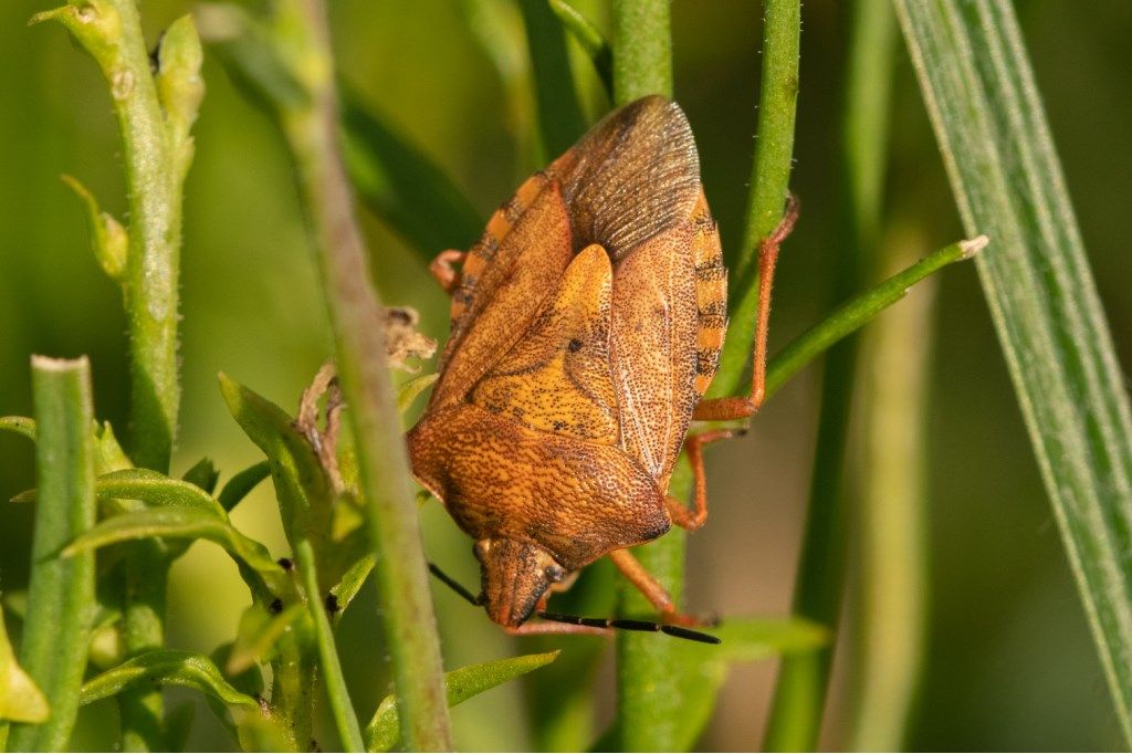 Pentatomidae: Carpocoris purpureipennis