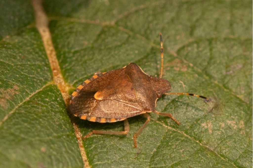 Pentatomidae: Peribalus strictus