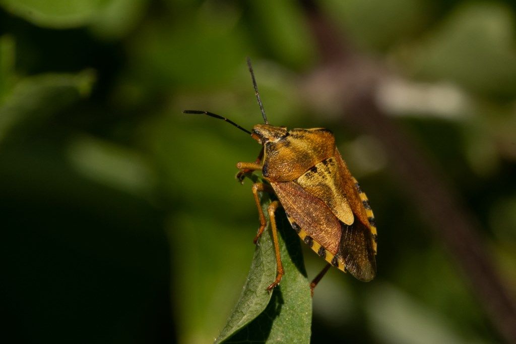 Pentatomidae: Carpocoris purpureipennis