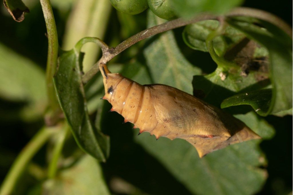 Crisalide di Aglais io - Nymphalidae