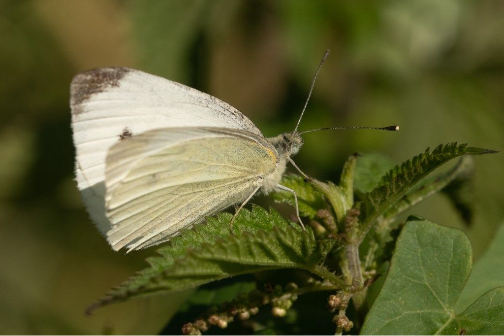 Pieris rapae?  S  !