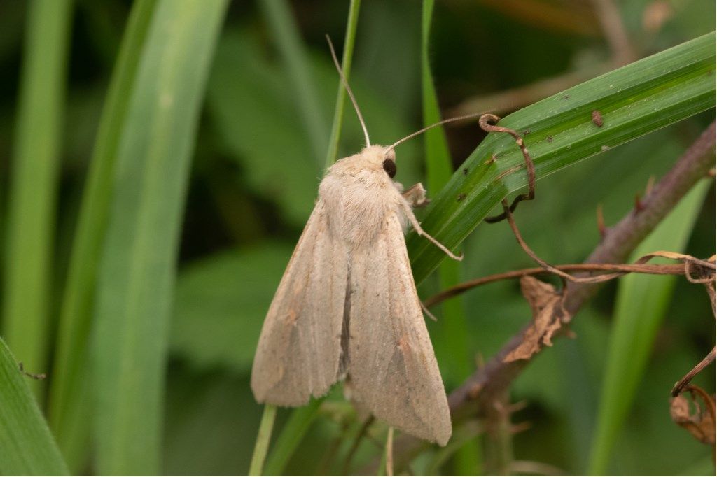 Mythimna (Pseudaletia) unipuncta  - Noctuidae.