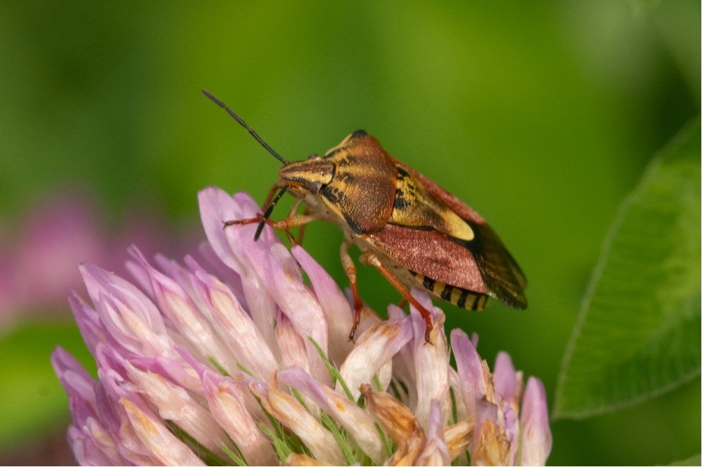 Carpocoris pudicus - Pentatomidae ?