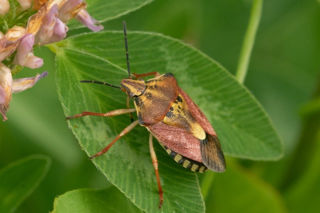 Carpocoris pudicus - Pentatomidae ?