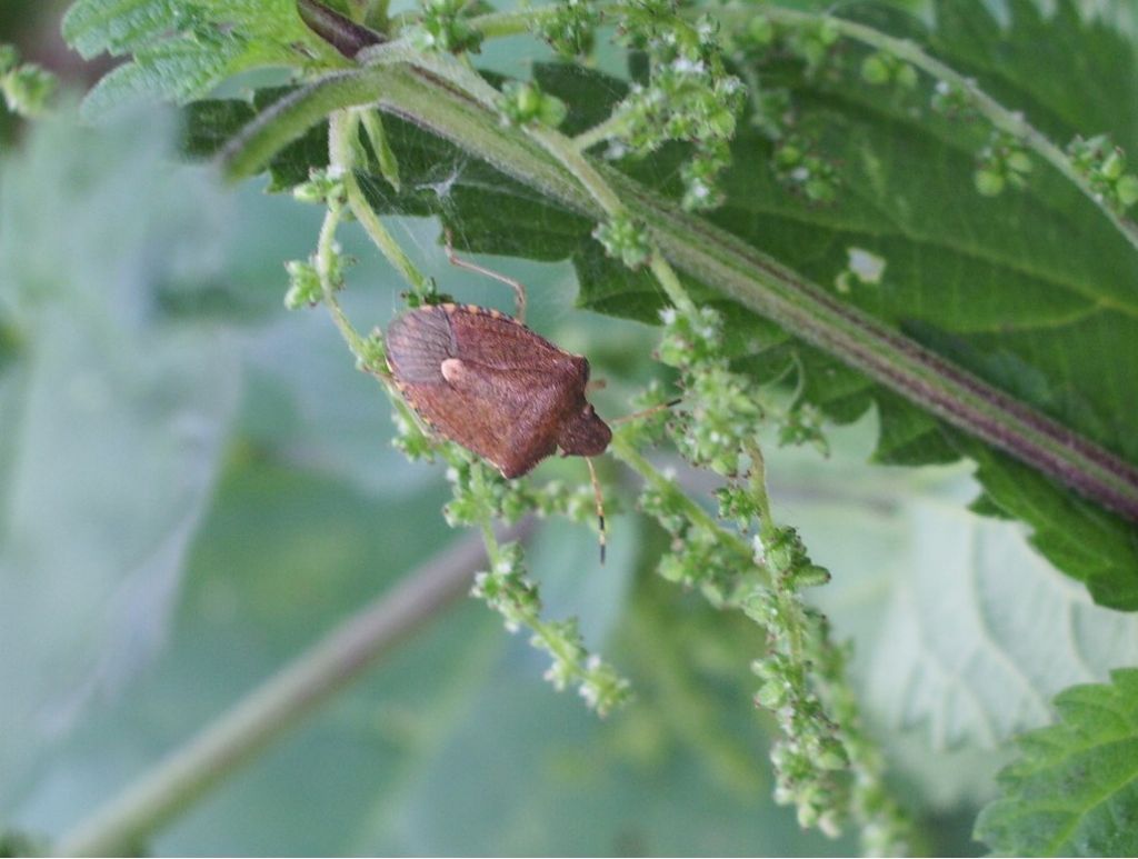 Pentatomidae da determinare