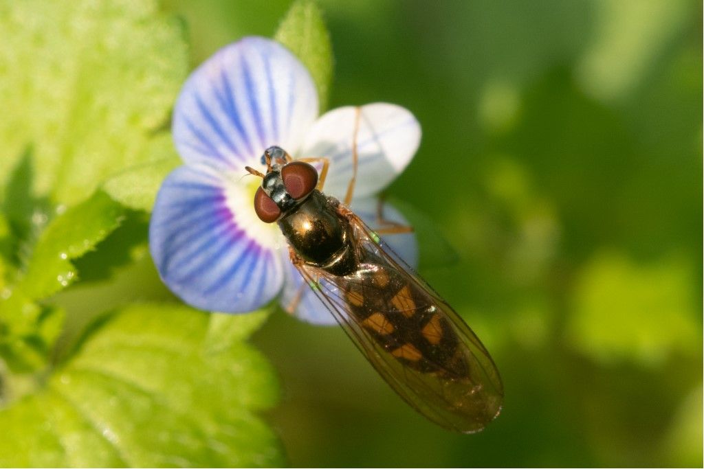 Syrphidae: Melanostoma scalare, femmina