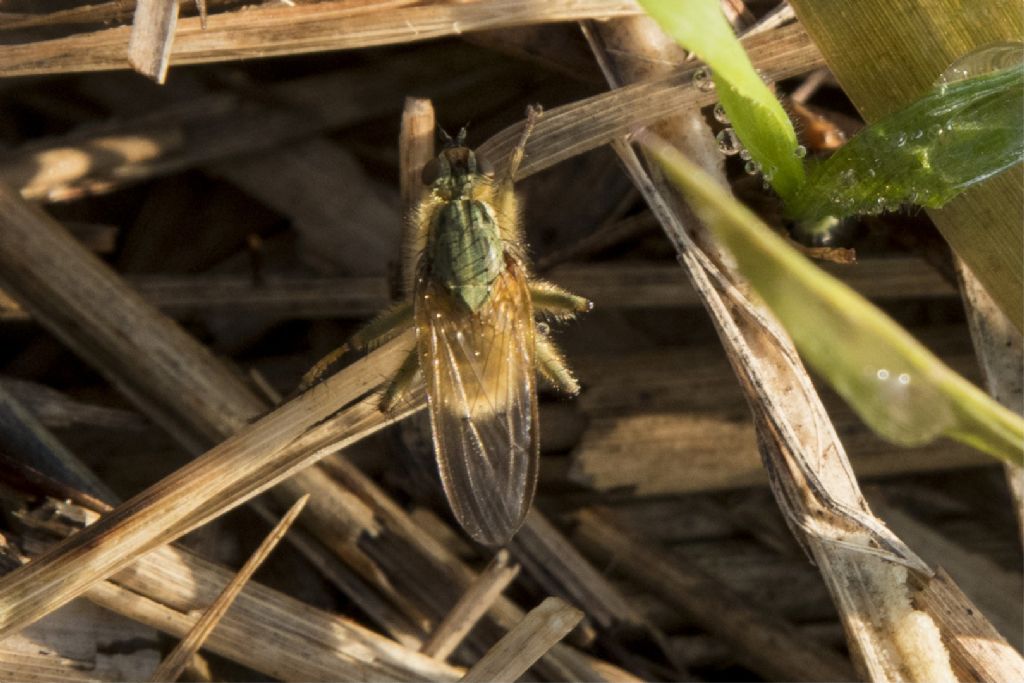 Scathopagidae: Scathophaga stercoraria