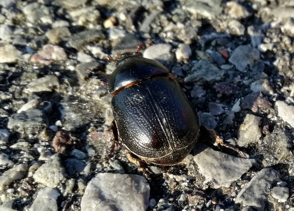 Dynastidae: Pentodon bidens punctatum