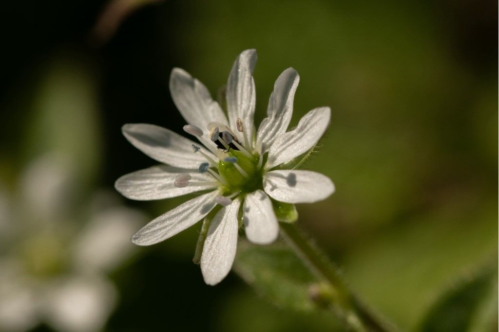 Stellaria neglecta da confermare